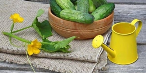 Prihrana krastavaca kalcijum nitratom